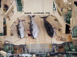 Япония с 1 июля возобновляет коммерческий промысел китов