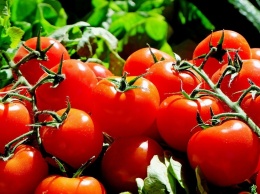 Раскрыта неожиданная польза помидоров