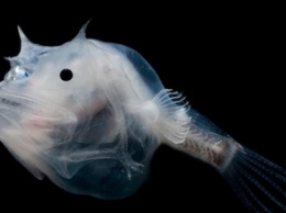 Прозрачное морское чудище напугало Сеть (фото)
