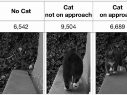 Сотрудник Amazon сделал дверцу на ИИ для кота, чтобы тот не нес добычу в дом