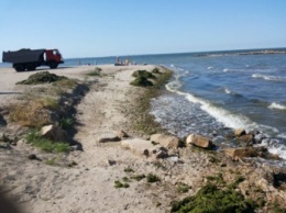 Пляжи запорожского курорта заполонили зловонные водоросли (ФОТО)