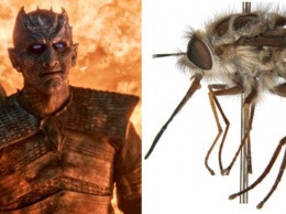 Новый вид мух, превращающий жертв в зомби, в Австралии назвали в честь героя Игры престолов