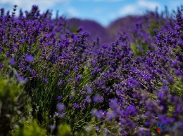 Здоровые селфи: В Крыму цветут лавандовые поля