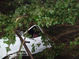 Древопад по-криворожски: на ЮГОКе машины побило деревьями