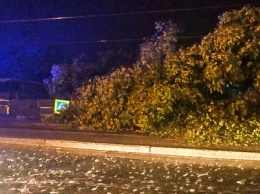 В Днепре на проспекте Мазепы дерево упало на остановку: пострадали люди
