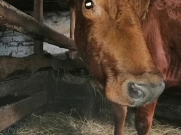 В Днепре умерла коровка Милка, которую беременной спасли от мясника
