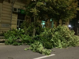 Непогода в Днепре за вечер повалила 126 деревьев