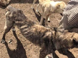 Кожа и кости: под Одессой нашли вольер с тридцатью умирающими собаками