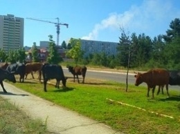 Курьезы: Город в Запорожской области заполонили коровы (ФОТО)