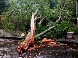 Последствия непогоды в Одессе: из-за упавших деревьев пострадали люди