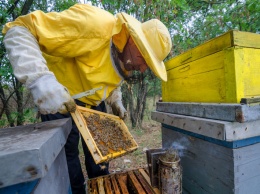 В Украине массово мрут пчелы, провоцируя подорожание меда