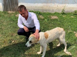 Собак, пострадавших от рук изверга под Ивановкой, перевезли в Одессу для оказания помощи