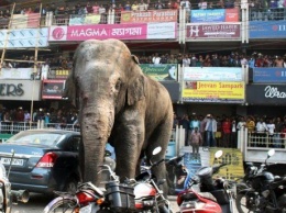 В Индии слоны разгромили парковку автомобилей (ВИДЕО)