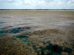 Ученые обнаружили «великий саргассовый пояс» в Атлантике