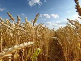 Днепропетровская область собрала первый миллион ранних зерновых