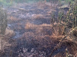 Под Киевом в труднодоступных местах загорелись торфяники