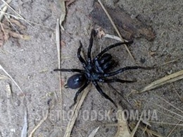 В Украину перебрался ядовитый австралийский паук (ФОТО)