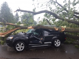 Во Львовской области дерево упало на легковушку: двое травмированых