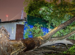 Убитый током мужчина и сотни поваленных деревьев: какие последствия непогоды в Днепре и области