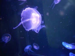 На пляжах Израиля скопились десятки миллионов медуз, опасных для человека