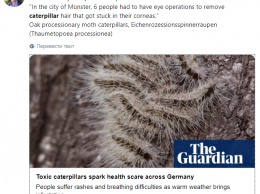 Страны Европы борются с нашествием мохнатых и токсичных гусениц. Фото