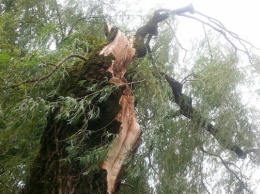 В Херсонской области поваленное бурей дерево травмировало работника