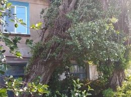 Древопад на Днепропетровщине: упавшее дерево испортило дом