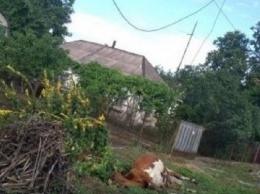 ЧП на Днепропетровщине: корову убило током