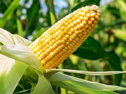 Майя вымерли из-за кукурузы?