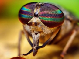 Известный фотограф из Кривого Рога запечатлил уникальное краснокнижное насекомое: фото