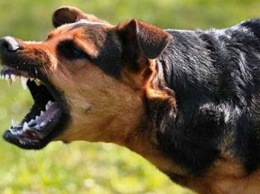 В Рубежном больная бешенством собака покусала двух жителей