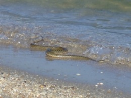 Отдыхающих в Кирилловке пугают змеи в море (видео, фото)