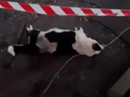 В Кривом Роге оголенный после бури провод стал причиной гибели беременной собаки