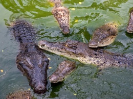 Второй человек за неделю: во Флориде аллигаторы едят людей