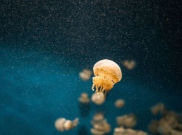 Что обязательно надо сделать, если ужалила медуза