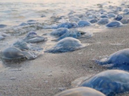 Кирилловка изнемогает от огромных ядовитых медуз: почему их так много (Фото/Видео)