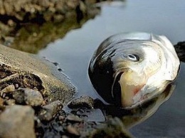 В Запорожской области в реке Великая Белозерка от засухи вымерла рыба
