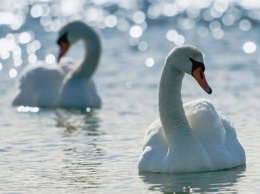 Величественные птицы: на Каховском "море" гнездятся белые лебеди