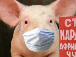 В Запорожской области обнаружили новый очаг африканской чумы свиней