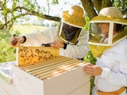 Пчеловоды Юга Украины соберутся на семинаре в рамках форума «Агропорт Юг Херсон»