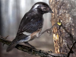 Палеонтологи описали древних птиц с огромным пальцем для ковыряния