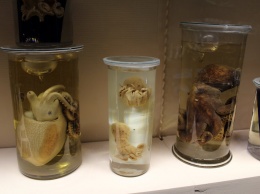 «Кунсткамера» в Биологическом музее: как делают влажные препараты и чем они ценны для науки