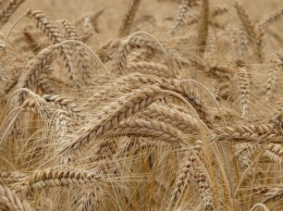 Минсельхоз США понизил прогноз по экспорту украинского урожая