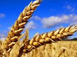 Украина усилит конкуренцию с Россией за экспорт пшеницы - Reuters