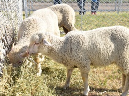Во время "Агропорта" состоится семинар, посвященный овцеводству