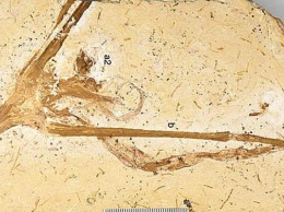 В коллекции музея нашли лилию возрастом 113 миллионов лет