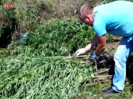 Под Кривым Рогом в ходе операции «Мак» уничтожена плантация конопли и изъята марихуана