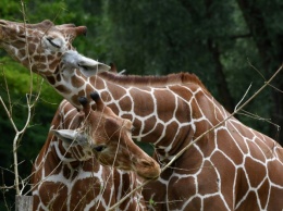 Мюнхенский зоопарк расскажет посетителям об однополой любви в животном мире