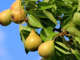 Диетологи назвали лучший фрукт для похудения летом