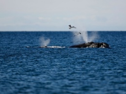 Зачем киты научились шептаться